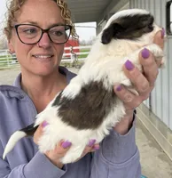 Shelly, a female Shih Tzu for sale in White Pigeon, MI – Photo 4 of 4