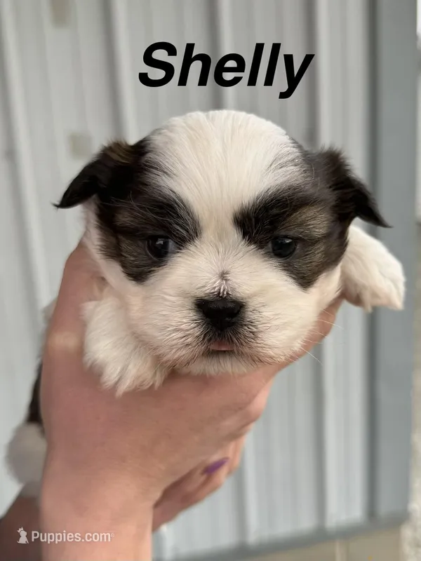 Shelly – Shih Tzu puppy for sale in White Pigeon, MI