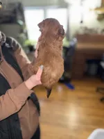 Bruce, a male Shorkie for sale in White Pigeon, MI – Photo 3 of 4