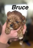 Bruce, a male Shorkie for sale in White Pigeon, MI – Photo 1 of 4