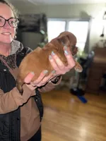 Bruce, a male Shorkie for sale in White Pigeon, MI – Photo 2 of 4