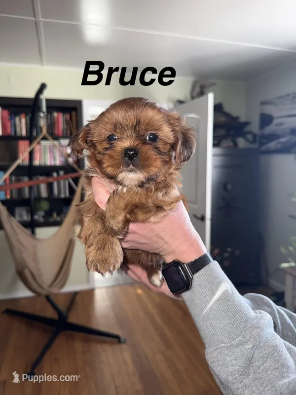 Bruce