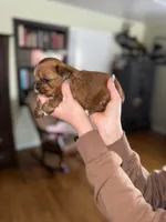 Bruce, a male Shorkie for sale in White Pigeon, MI – Photo 4 of 4