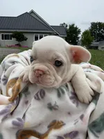 Carol, a female French Bulldog for sale in White Pigeon, MI – 2 of 8