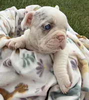 Carol, a female French Bulldog for sale in White Pigeon, MI – 3 of 8