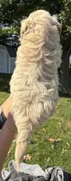 Ben, a male Shihpoo for sale in White Pigeon, MI – 3 of 7