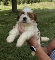 Earl, a male Shorkie for sale in White Pigeon, MI – 3 of 7
