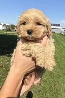Ben, a male Shihpoo for sale in White Pigeon, MI – 5 of 7