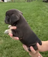 Walter, a male French Bulldog for sale in White Pigeon, MI – 4 of 5