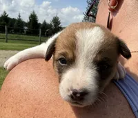 Grace, a female Jack Russell Terrier and Border Collie for sale in White Pigeon, MI – 4 of 7