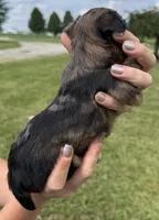 Claire, a female Yorkipoo for sale in White Pigeon, MI – 2 of 10
