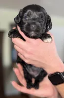 Una, a female Shihpoo for sale in White Pigeon, MI – Photo 3 of 4