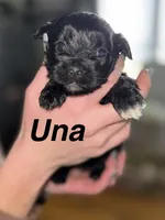 Una, a female Shihpoo for sale in White Pigeon, MI – Photo 1 of 4
