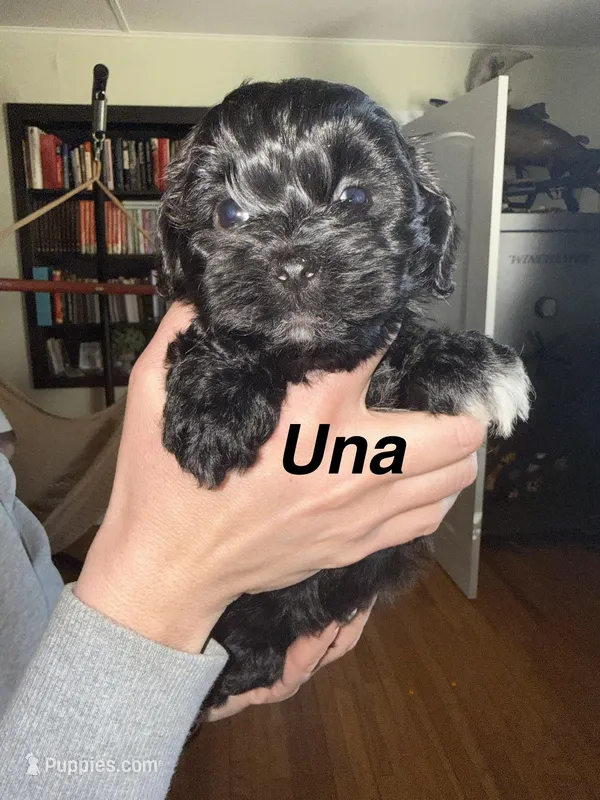 Una