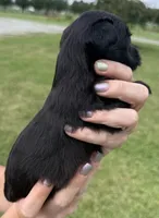 Earl, a male Yorkipoo for sale in White Pigeon, MI – 4 of 10