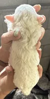 Opal, a female Poodle - Miniature  for sale in White Pigeon, MI – 5 of 8