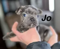 Joe, a male French Bulldog for sale in White Pigeon, MI – Photo 1 of 6