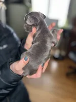 Joe, a male French Bulldog for sale in White Pigeon, MI – Photo 6 of 6