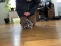 Joe, a male French Bulldog for sale in White Pigeon, MI – Photo 2 of 6