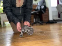 Joe, a male French Bulldog for sale in White Pigeon, MI – Photo 3 of 6