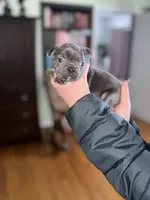 Joe, a male French Bulldog for sale in White Pigeon, MI – Photo 4 of 6