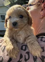 Stacy, a female Shihpoo for sale in White Pigeon, MI – 5 of 7