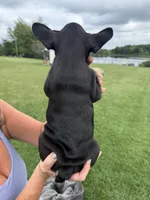 Gary, a male French Bulldog for sale in White Pigeon, MI – 4 of 10