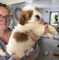 Alvin, a male Shorkie for sale in White Pigeon, MI – Photo 3 of 4