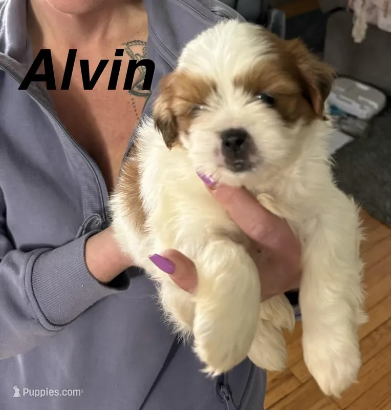 Alvin – Shorkie puppy for sale in White Pigeon, MI