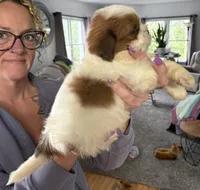 Alvin, a male Shorkie for sale in White Pigeon, MI – Photo 4 of 4