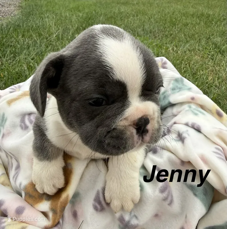 Jenny – French Bulldog puppy for sale in White Pigeon, MI