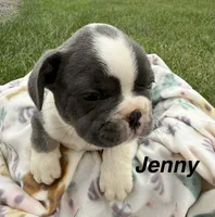 Jenny, a female French Bulldog for sale in White Pigeon, MI – 1 of 5