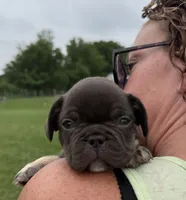 Walter, a male French Bulldog for sale in White Pigeon, MI – 2 of 5