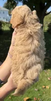 Jill, a female Shihpoo for sale in White Pigeon, MI – 5 of 6