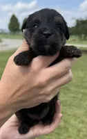 Missy, a female Yorkipoo for sale in White Pigeon, MI – 5 of 10
