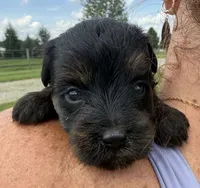 Missy, a female Yorkipoo for sale in White Pigeon, MI – 4 of 10