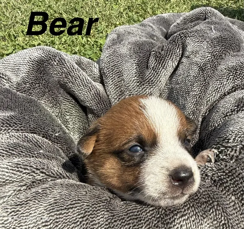 Bear – Jack Russell Terrier, Border Collie puppy for sale in White Pigeon, MI