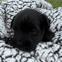 Earl, a male Yorkipoo for sale in White Pigeon, MI – 6 of 10
