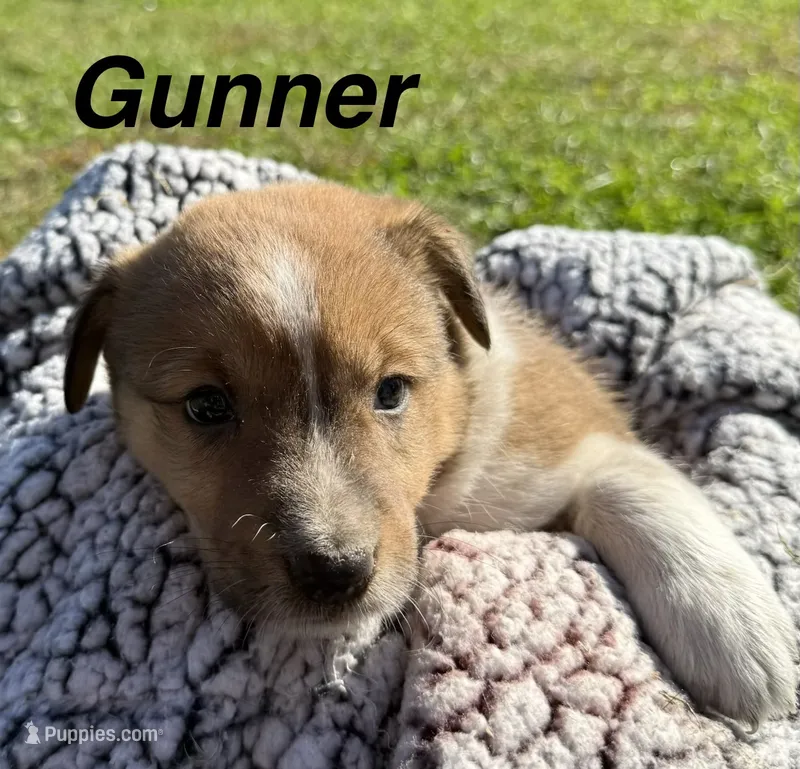 Gunner – Jack Russell Terrier, Border Collie puppy for sale in White Pigeon, MI