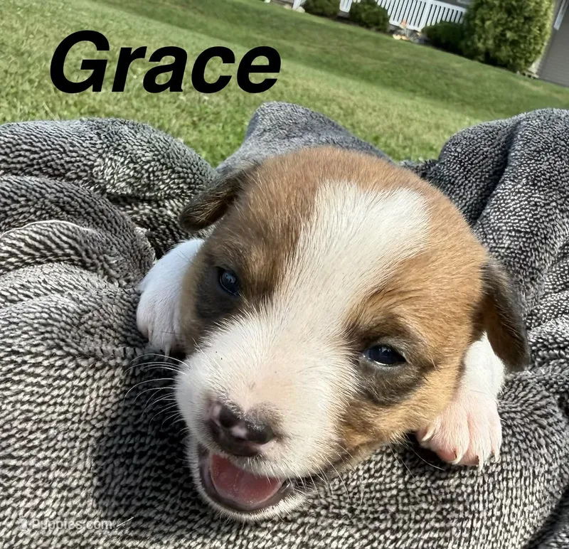 Grace – Jack Russell Terrier, Border Collie puppy for sale in White Pigeon, MI