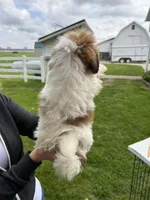 Jack, a male Shorkie for sale in White Pigeon, MI – 3 of 7