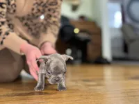 George, a male French Bulldog for sale in White Pigeon, MI – Photo 6 of 7