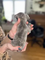 George, a male French Bulldog for sale in White Pigeon, MI – Photo 5 of 7