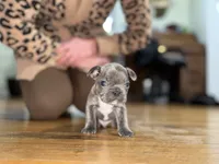 George, a male French Bulldog for sale in White Pigeon, MI – Photo 2 of 7