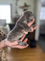 George, a male French Bulldog for sale in White Pigeon, MI – Photo 7 of 7