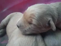 Little boy, a male Golden Retriever for sale in Bly, OR – 3 of 4