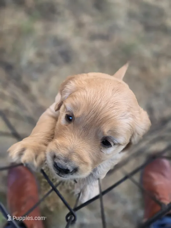 Little girl – Golden Retriever puppy for sale in Klamath Falls, OR