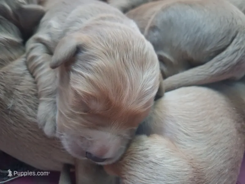 Little girl – Golden Retriever puppy for sale in Bly, OR