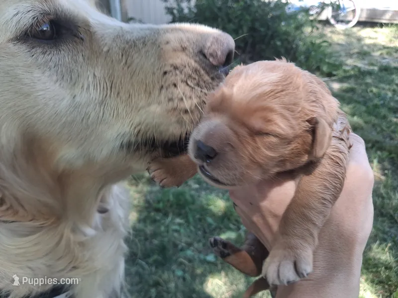Little boy – Golden Retriever puppy for sale in Bly, OR