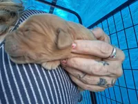 Little boy, a male Golden Retriever for sale in Bly, OR – 4 of 4
